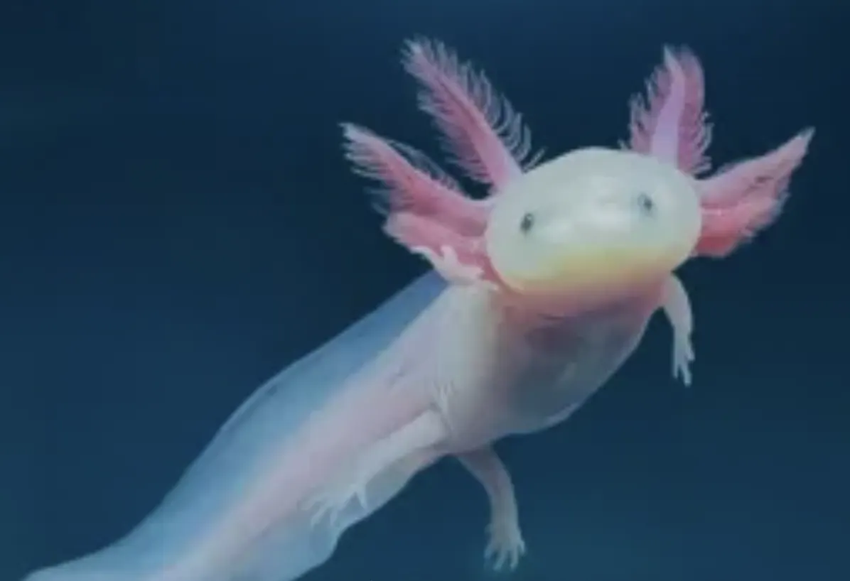 Axolotl — Amphibie mit ausgeprägter Regenerationsfähigkeit